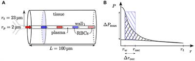 The Relation Between Capillary Transit Times and Hemoglobin Saturation Heterogeneity. Part 1: Theoretical Models